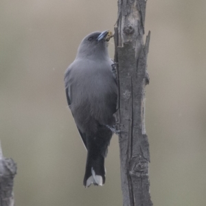 Artamus cyanopterus at Fyshwick, ACT - 15 Apr 2018