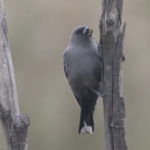 Artamus cyanopterus at Fyshwick, ACT - 15 Apr 2018