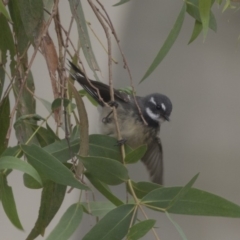 Rhipidura albiscapa (Grey Fantail) at Fyshwick, ACT - 15 Apr 2018 by Alison Milton