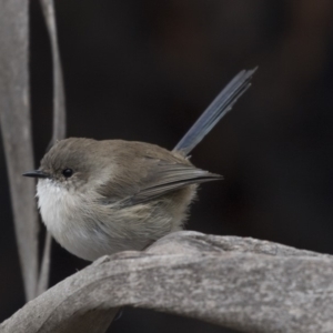 Malurus cyaneus at Fyshwick, ACT - 15 Apr 2018