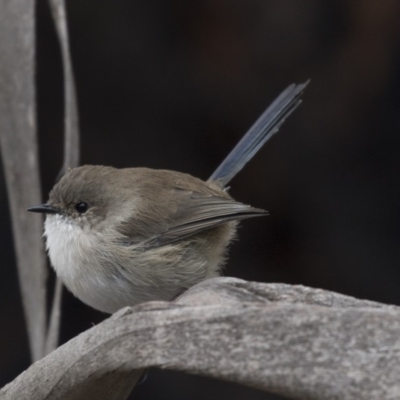 Malurus cyaneus (Superb Fairywren) at Fyshwick, ACT - 15 Apr 2018 by AlisonMilton