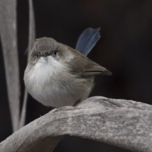 Malurus cyaneus at Fyshwick, ACT - 15 Apr 2018