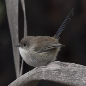 Malurus cyaneus at Fyshwick, ACT - 15 Apr 2018