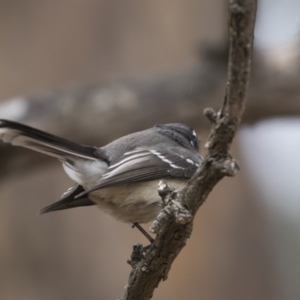 Rhipidura albiscapa at Fyshwick, ACT - 15 Apr 2018 02:38 PM