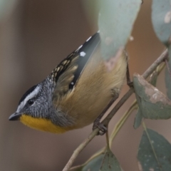 Pardalotus punctatus (Spotted Pardalote) at Fyshwick, ACT - 15 Apr 2018 by Alison Milton