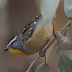 Pardalotus punctatus at Fyshwick, ACT - 15 Apr 2018