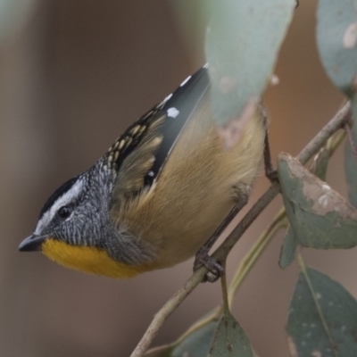 Pardalotus punctatus (Spotted Pardalote) at Fyshwick, ACT - 15 Apr 2018 by Alison Milton