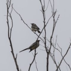 Anthochaera carunculata (Red Wattlebird) at Fyshwick, ACT - 15 Apr 2018 by AlisonMilton