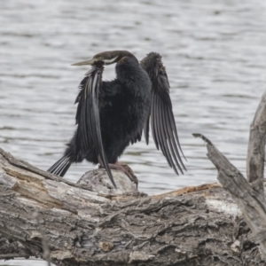 Anhinga novaehollandiae at Fyshwick, ACT - 15 Apr 2018