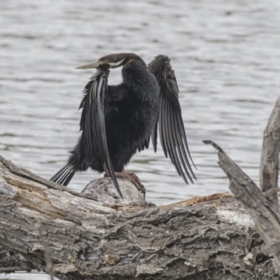 Anhinga novaehollandiae (Australasian Darter) at Fyshwick, ACT - 15 Apr 2018 by AlisonMilton