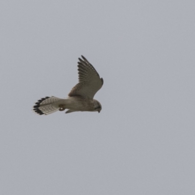 Falco cenchroides (Nankeen Kestrel) at Fyshwick, ACT - 15 Apr 2018 by AlisonMilton