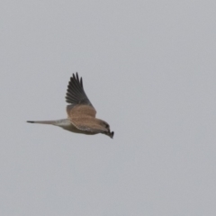 Falco cenchroides at Fyshwick, ACT - 15 Apr 2018