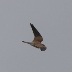 Falco cenchroides at Fyshwick, ACT - 15 Apr 2018