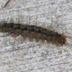 File:Leptocneria reducta caterpillar (White Cedar Moth).jpg - Wikipedia