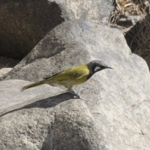 Nesoptilotis leucotis at Greenway, ACT - 9 Apr 2018