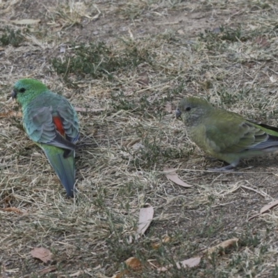 Psephotus haematonotus (Red-rumped Parrot) at Greenway, ACT - 9 Apr 2018 by AlisonMilton