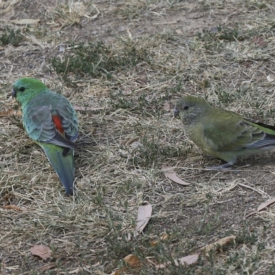 Psephotus haematonotus (Red-rumped Parrot) at Greenway, ACT - 9 Apr 2018 by Alison Milton