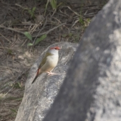 Neochmia temporalis (Red-browed Finch) at Greenway, ACT - 9 Apr 2018 by Alison Milton