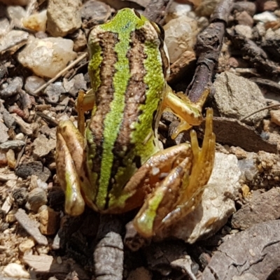 Litoria verreauxii alpina (Alpine Tree-frog) at Namadgi National Park - 29 Oct 2017 by Harrisi