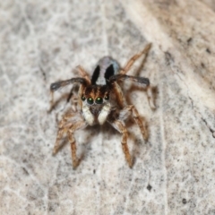 Maratus chrysomelas (Variable Peacock Spider) at Mount Jerrabomberra - 25 Sep 2016 by Harrisi