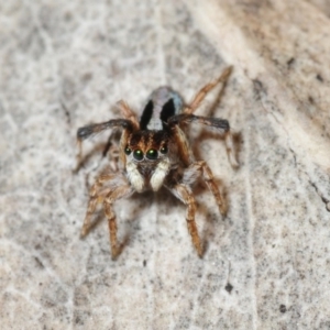 Maratus chrysomelas at Jerrabomberra, NSW - 25 Sep 2016 10:13 PM