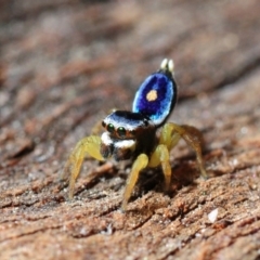 Maratus hesperus ("Venus" Peacock Spider) at Mount Painter - 29 Oct 2013 by Harrisi