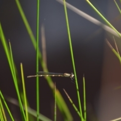 Austrolestes leda (Wandering Ringtail) at QPRC LGA - 1 Feb 2018 by natureguy