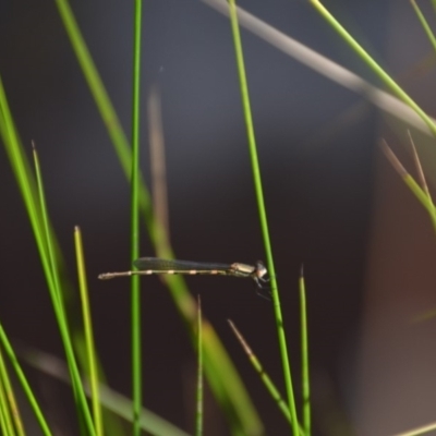 Austrolestes leda (Wandering Ringtail) at Wamboin, NSW - 1 Feb 2018 by natureguy