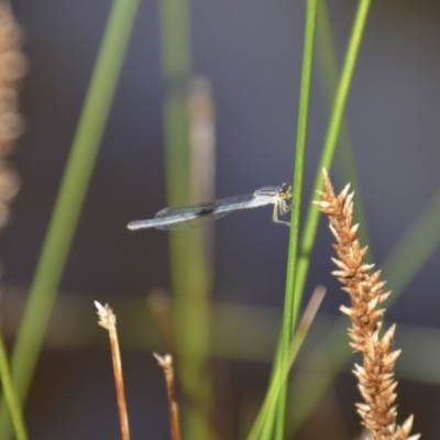 Ischnura heterosticta (Common Bluetail Damselfly) at QPRC LGA - 1 Feb 2018 by natureguy