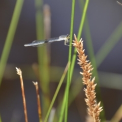 Ischnura heterosticta at Wamboin, NSW - 1 Feb 2018