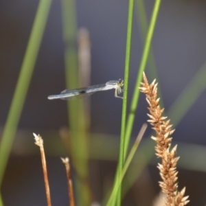 Ischnura heterosticta at Wamboin, NSW - 1 Feb 2018