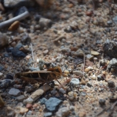 Gastrimargus musicus (Yellow-winged Locust or Grasshopper) at QPRC LGA - 1 Feb 2018 by natureguy