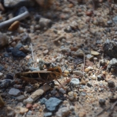 Gastrimargus musicus (Yellow-winged Locust or Grasshopper) at Wamboin, NSW - 1 Feb 2018 by natureguy