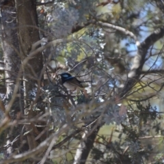 Malurus cyaneus (Superb Fairywren) at QPRC LGA - 9 Feb 2018 by natureguy