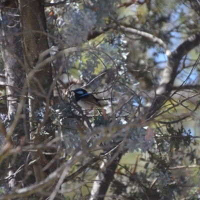 Malurus cyaneus (Superb Fairywren) at Wamboin, NSW - 9 Feb 2018 by natureguy