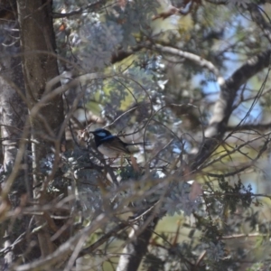 Malurus cyaneus at Wamboin, NSW - 9 Feb 2018