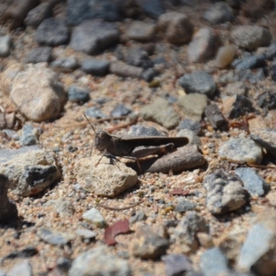 Acrididae sp. (family) (Unidentified Grasshopper) at QPRC LGA - 9 Feb 2018 by natureguy