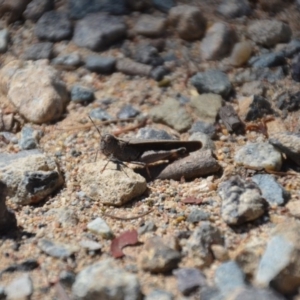 Acrididae sp. (family) at Wamboin, NSW - 9 Feb 2018 02:06 PM