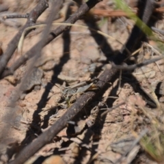 Caledia captiva (grasshopper) at Wamboin, NSW - 9 Feb 2018 by natureguy