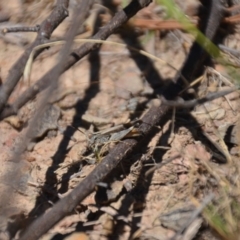 Caledia captiva at Wamboin, NSW - 9 Feb 2018