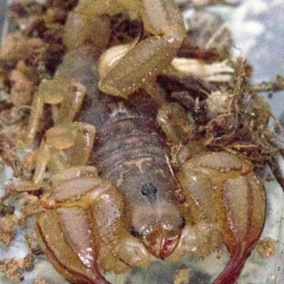 Urodacus manicatus (Black Rock Scorpion) at Majura, ACT - 16 Apr 2018 by jb2602