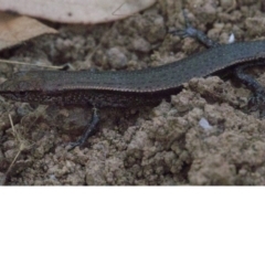 Lampropholis delicata (Delicate Skink) at Majura, ACT - 16 Apr 2018 by jb2602