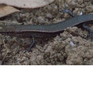 Lampropholis delicata at Majura, ACT - 16 Apr 2018 06:22 PM