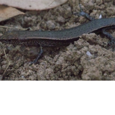 Lampropholis delicata (Delicate Skink) at Mount Ainslie - 16 Apr 2018 by jb2602