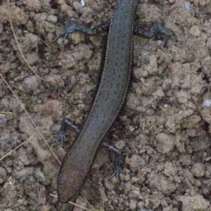 Lampropholis delicata at Majura, ACT - 16 Apr 2018 06:22 PM