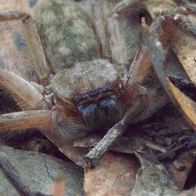 Delena cancerides (Social huntsman spider) at Majura, ACT - 16 Apr 2018 by jb2602