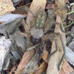 Delena cancerides at Majura, ACT - 16 Apr 2018