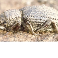 Cubicorhynchus sp. (genus) (Ground weevil) at Majura, ACT - 16 Apr 2018 by jb2602