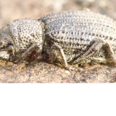 Cubicorhynchus sp. (genus) (Ground weevil) at Mount Ainslie - 16 Apr 2018 by jb2602