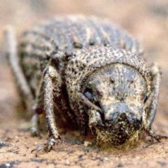 Cubicorhynchus sp. (genus) at Majura, ACT - 16 Apr 2018 05:37 PM